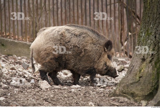 Whole Body Boar