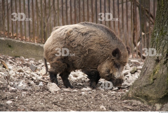 Whole Body Boar