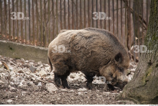 Whole Body Boar