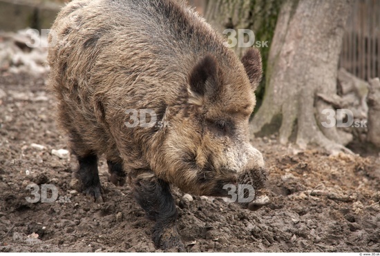 Whole Body Boar