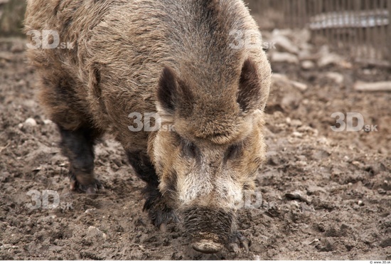 Whole Body Boar