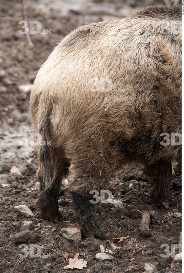 Bottom Boar