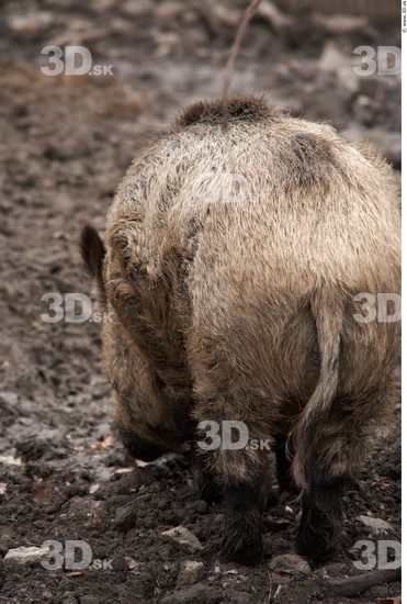 Whole Body Boar