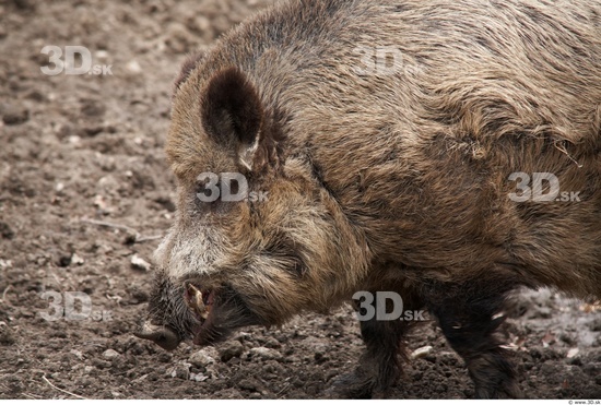 Head Boar