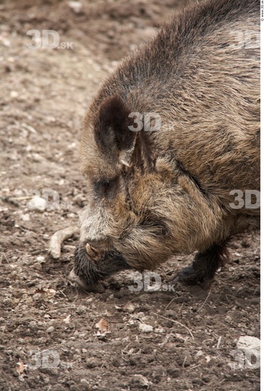 Head Boar