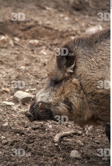 Head Boar