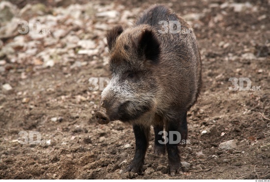 Whole Body Boar