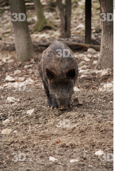 Whole Body Boar