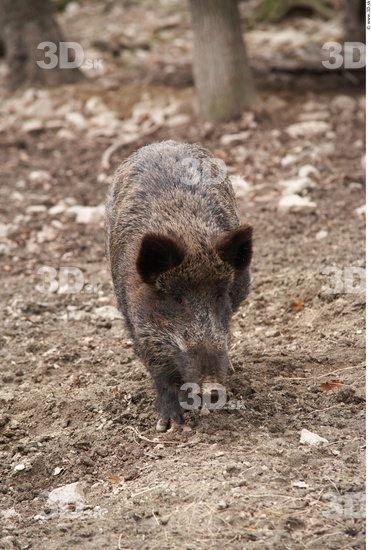 Whole Body Boar