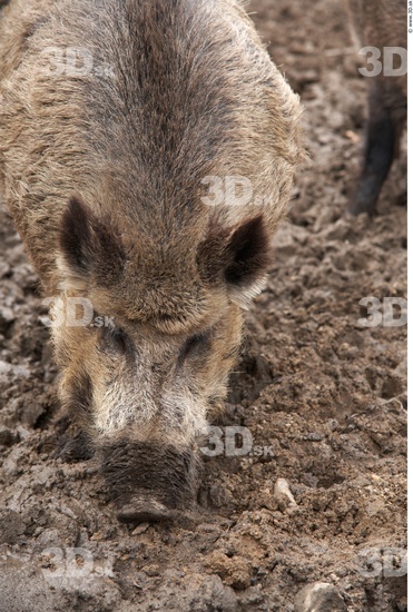 Head Boar