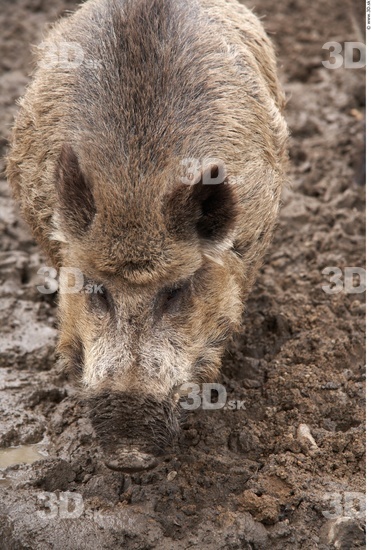 Head Boar