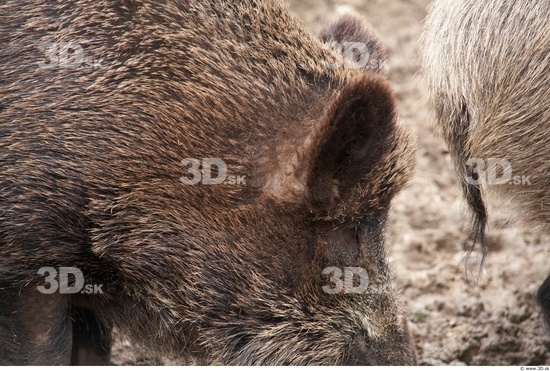 Ear Boar