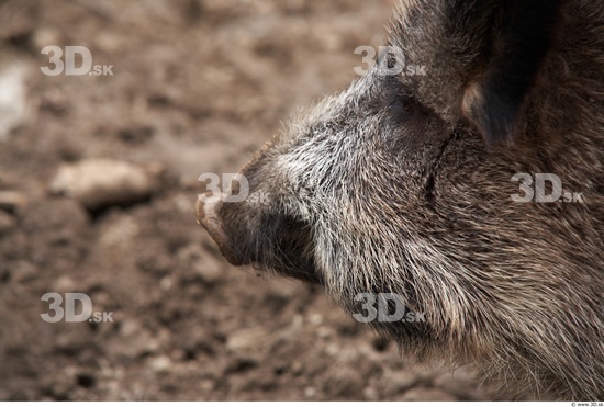 Nose Boar