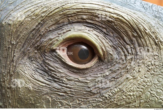 Eye Whole Body Dinosaurus-Stegosaurus Animal photo references