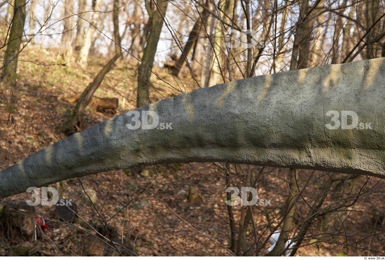 Tail Dinosaurus-Gigantosaurus