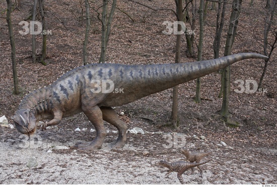 Whole Body Dinosaurus-Ceratosaurus Animal photo references