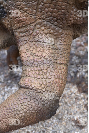 Thigh Whole Body Dinosaurus-Ceratosaurus Animal photo references