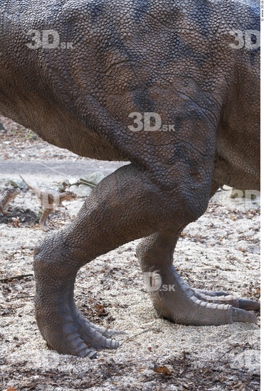 Leg Whole Body Dinosaurus-Ceratosaurus Animal photo references