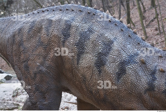 Whole Body Back Dinosaurus-Ceratosaurus Animal photo references