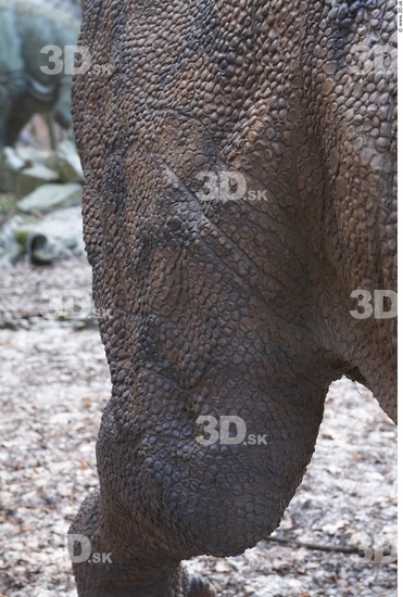 Thigh Whole Body Dinosaurus-Ceratosaurus Animal photo references