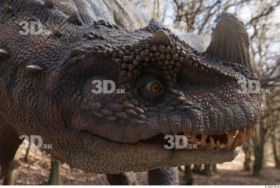 Whole Body Head Dinosaurus-Ceratosaurus Animal photo references