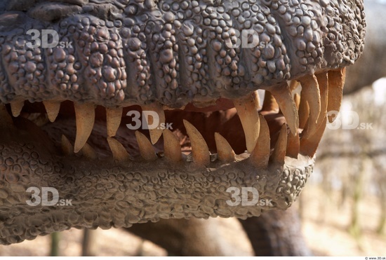 Whole Body Teeth Dinosaurus-Ceratosaurus Animal photo references