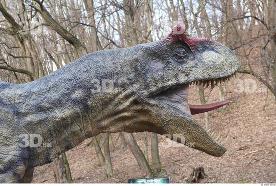 Whole Body Head Dinosaurus-Allosaurus Animal photo references