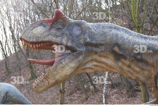 Whole Body Head Dinosaurus-Allosaurus Animal photo references