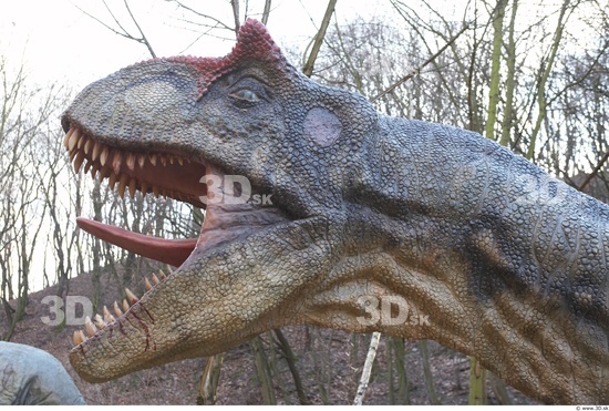 Whole Body Head Dinosaurus-Allosaurus Animal photo references