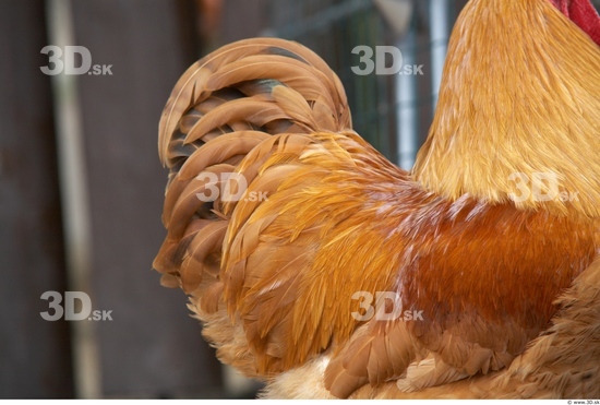 Whole Body Hen Animal photo references