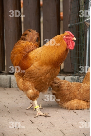 Whole Body Hen Animal photo references