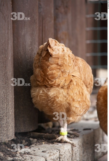 Whole Body Hen Animal photo references