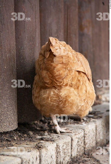 Whole Body Hen Animal photo references