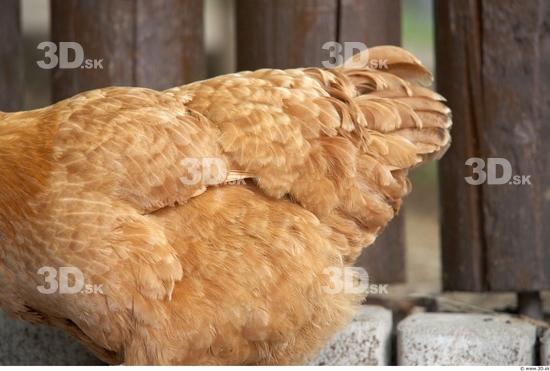 Whole Body Hen Animal photo references