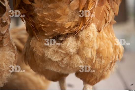 Whole Body Hen Animal photo references