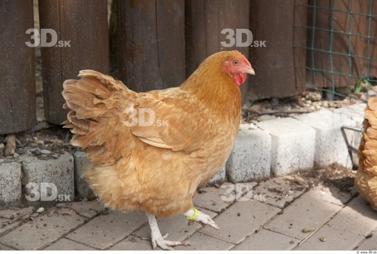 Whole Body Hen Animal photo references