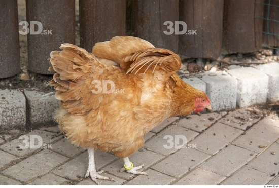 Whole Body Hen Animal photo references