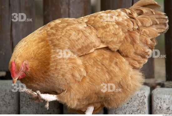 Whole Body Hen Animal photo references