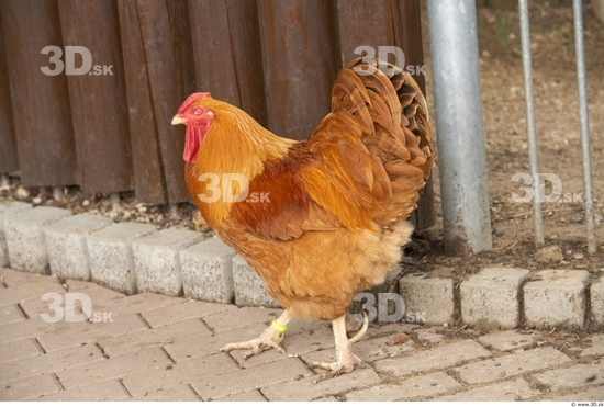 Whole Body Hen Animal photo references