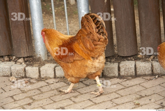 Whole Body Hen Animal photo references