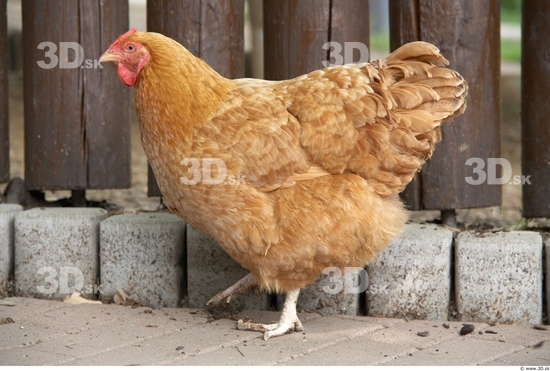 Whole Body Hen Animal photo references