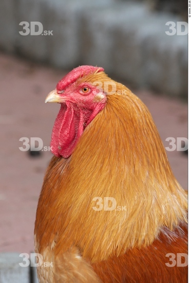 Whole Body Hen Animal photo references