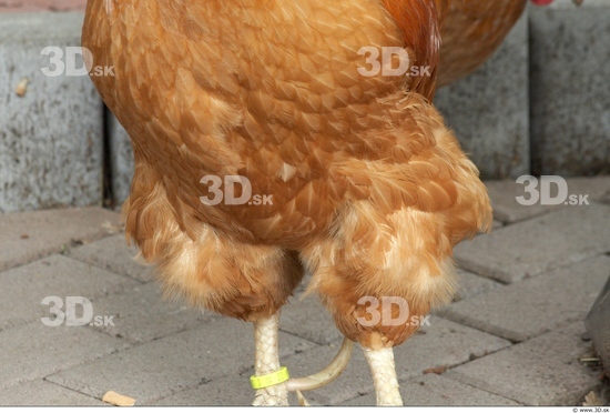 Whole Body Hen Animal photo references