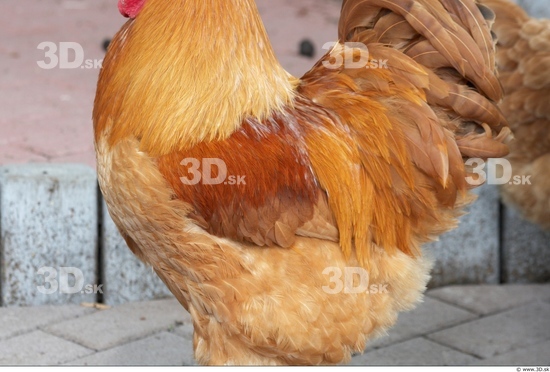 Whole Body Hen Animal photo references