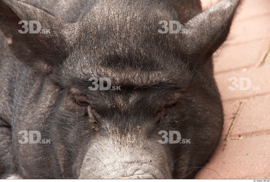 Face Pig