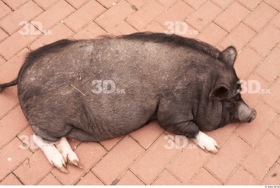 Whole Body Pig