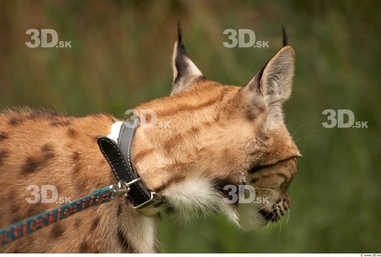 Head Bobcat