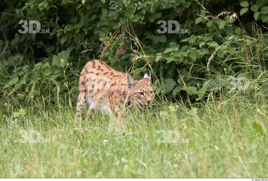 Whole Body Bobcat