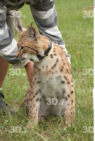 Upper Body Bobcat