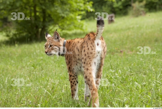 Whole Body Bobcat